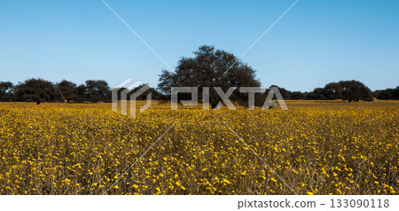 Flowered field in the Pampas Plain, La Pampa Province, Patagonia, Argentina. 133090118