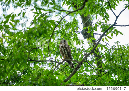 Parenting boobook parent bird with sharp eyes to watch out for surroundings 133090147