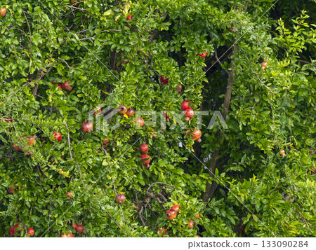 red ripe pomegranate fruit red ripe pomegranate fruit 133090284