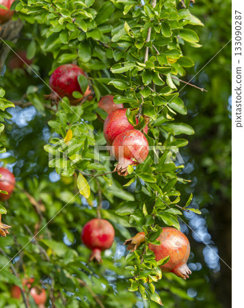 紅色的成熟石榴果實 133090287