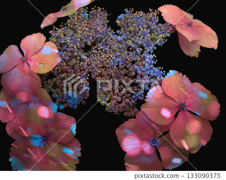 Illuminated hydrangea Illuminated hydrangea 133090375