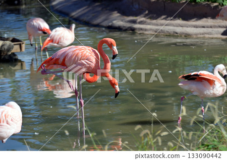 水邊的美洲火烈鳥 133090442