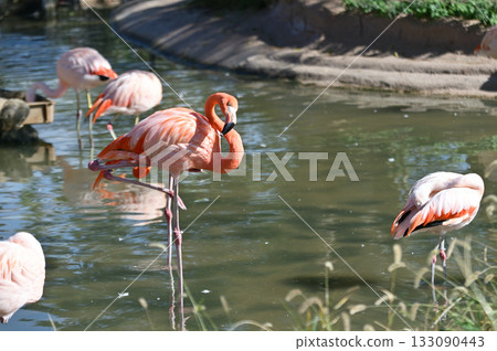American flamingo by the water American flamingo by the water 133090443