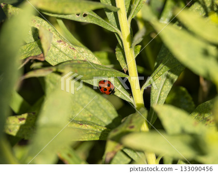 Field plants and seven-spotted ladybirds Field plants and seven-spotted ladybirds 133090456