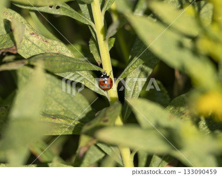 Field plants and seven-spotted ladybirds 133090459