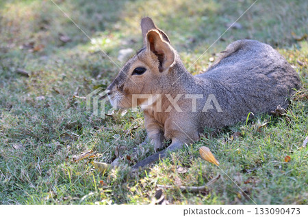 可愛的瑪拉 可愛的瑪拉 133090473