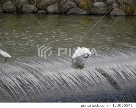 A little egret searches for fish at a rubberized fabric undulating weir in a river A little egret searches for fish at a rubberized fabric undulating weir in a river 133090541