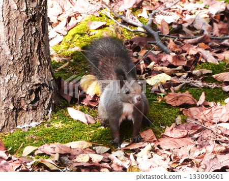 The cute Hokkaido squirrel that lives in Hokkaido The cute Hokkaido squirrel that lives in Hokkaido 133090601