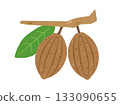 Illustration of brown cacao fruit Illustration of brown cacao fruit 133090655