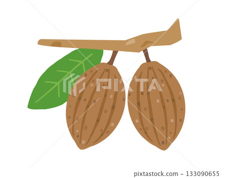 棕色可可果實的插圖 133090655