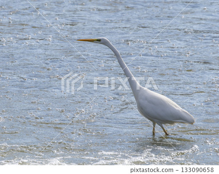 Close-up of a great egret walking through a river 133090658