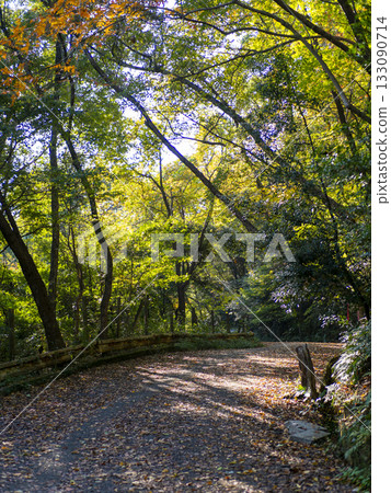 秋日的山路鋪滿了落葉。 133090714