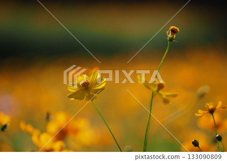 Kibana cosmos flower 133090809