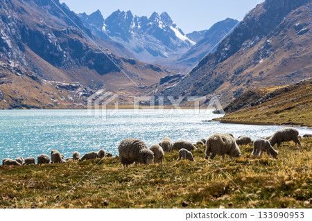 Aerial view of the Querococha lagoon, in the Ancash region. Aerial view of the Querococha lagoon, in the Ancash region. 133090953