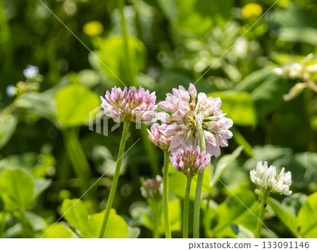 紅三葉草的特寫 133091146