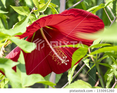 鮮紅色的泰坦巨蜥特寫 133091260