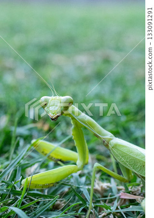 螳螂 133091291