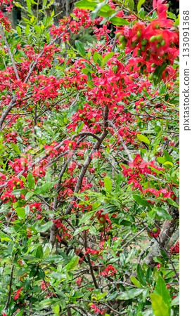 Red flowers and fruits of the Ochna serrulata shrub. 133091368