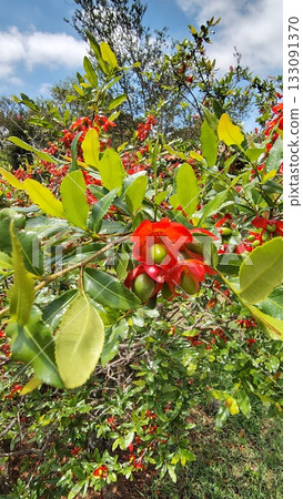 Red flowers and fruits of the Ochna serrulata shrub. Red flowers and fruits of the Ochna serrulata shrub. 133091370