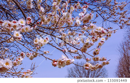 Plum Blossoms 6-20 Plum Blossoms 6-20 133091449
