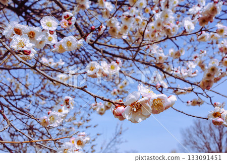 Plum Blossoms 6-22 Plum Blossoms 6-22 133091451