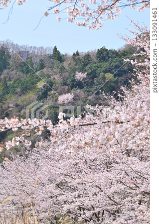 Tiger Mountain Senbonzakura in full bloom in spring in the mountain village of Higashichichibu Village Tiger Mountain Senbonzakura in full bloom in spring in the mountain village of Higashichichibu Village 133091461
