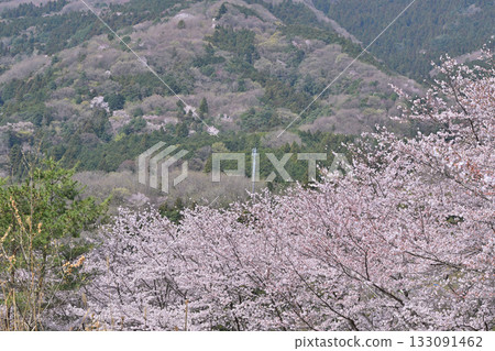 春天，虎山千本櫻在東秩父村的山村里盛開。 133091462