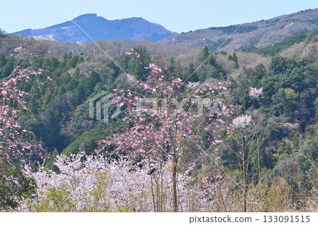 從富山千本櫻眺望，山村之春，東秩父村 133091515