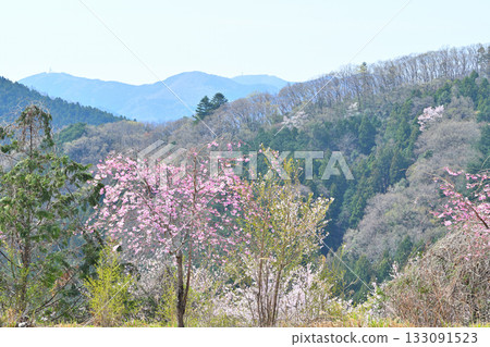 從富山千本櫻眺望,山村之春,東秩父村 從富山千本櫻眺望,山村之春,東秩父村 133091523
