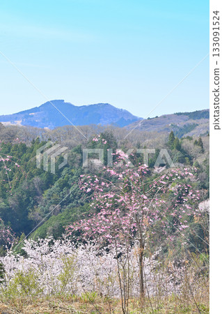 從富山千本櫻眺望,山村之春,東秩父村 從富山千本櫻眺望,山村之春,東秩父村 133091524