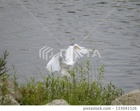 Great Egret descending onto the river Great Egret descending onto the river 133091526