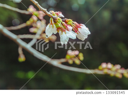 Somei Yoshino cherry blossoms-5 Somei Yoshino cherry blossoms-5 133091545