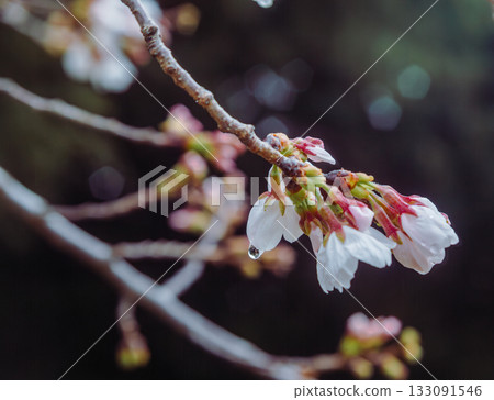 染井吉野櫻花-6 染井吉野櫻花-6 133091546
