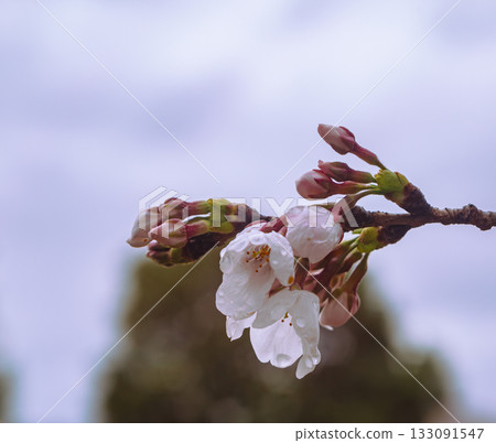 Somei Yoshino cherry blossoms-7 Somei Yoshino cherry blossoms-7 133091547