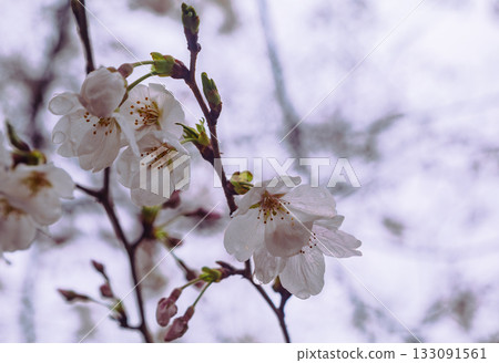 染井吉野櫻花-21 133091561