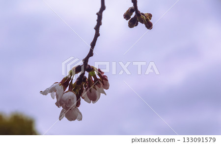 Somei Yoshino cherry blossoms-47 Somei Yoshino cherry blossoms-47 133091579