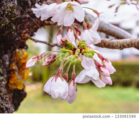 染井吉野櫻花-57 133091599