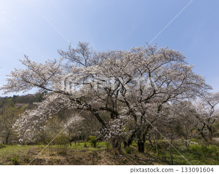 山間櫻花盛開，藍天白雲，景色宜人。 133091604