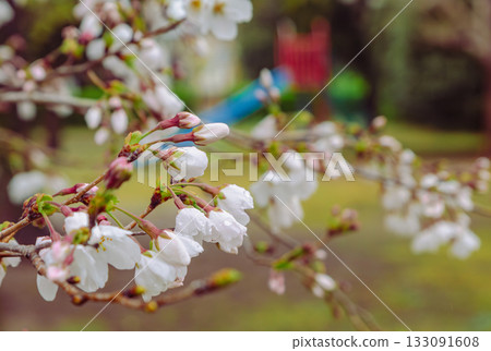 染井吉野櫻花-24 133091608