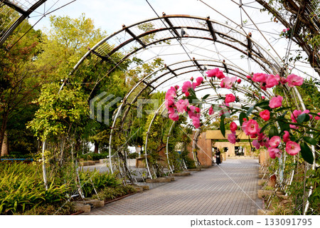 Yokohama Yamashita Park, Pauline Bridge side entrance arch gate and red roses 133091795