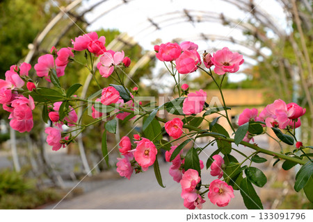 The arched gate and red roses at the entrance to Yamashita Park in Yokohama on the Pauline Bridge side 133091796