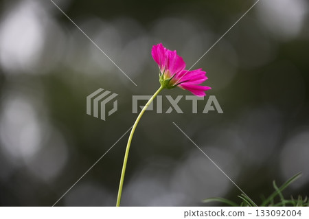 Beautiful cosmos flowers blooming in the autumn park 133092004