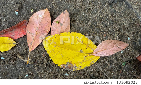 A mix of yellow and pink fallen leaves resting on dark soil, showing natural texture and autumn tones. 133092023