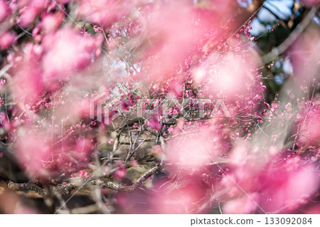 The red plum of Kyoto garden The red plum of Kyoto garden 133092084