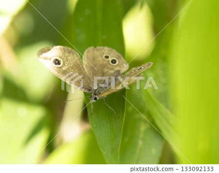 Small-spotted jay butterfly in the field 133092133