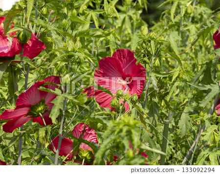 鮮豔的紅色泰坦巨蜥 133092294