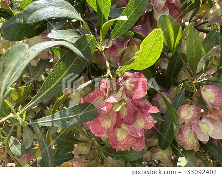 Broadleaf hopbush (lat.- Dodonaea viscosa) 133092402