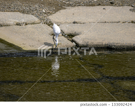A little egret hunting for fish at the Inagawa River dam A little egret hunting for fish at the Inagawa River dam 133092424