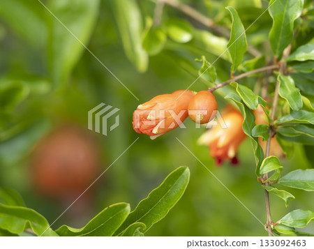 Pomegranate flower Pomegranate flower 133092463