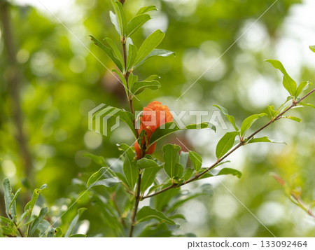 Pomegranate flower Pomegranate flower 133092464